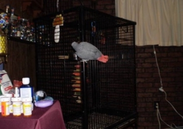 Parrot pairs:Love birds,Cockatiels,Conure,Quakers,Seneagls
