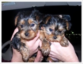 There are Male And Female yorkies puppies to give it out for adoption